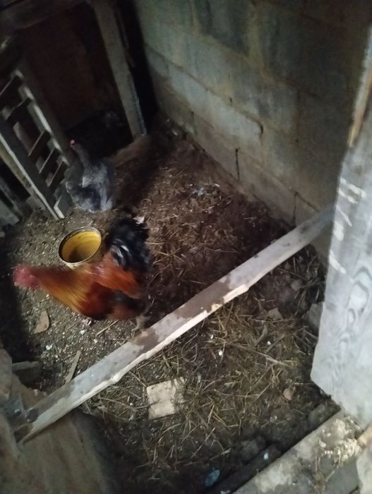 Продам курей семейку