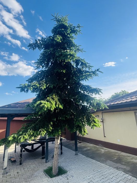 Brad ornamental 7-8 m