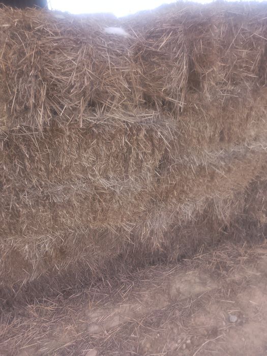 Baloți de orz - orzoaică