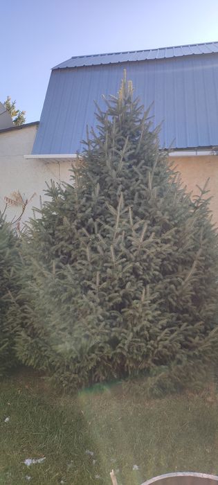 В продаже Ёлки,Ели.