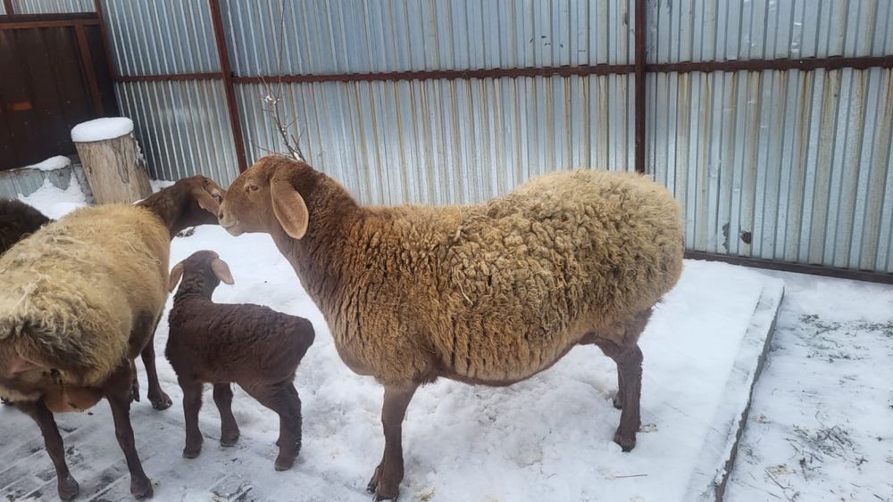 Продам маток котные