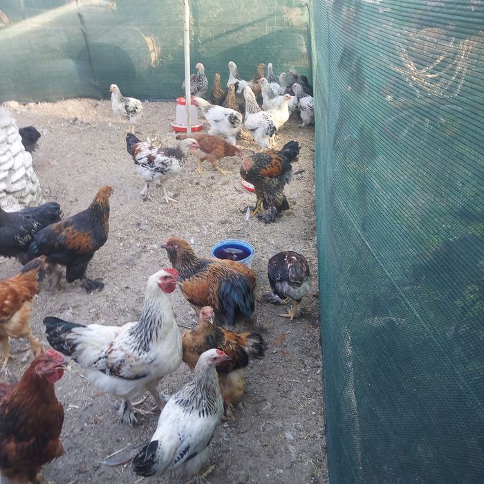 Puicute si cocosi brahma, diferite culori