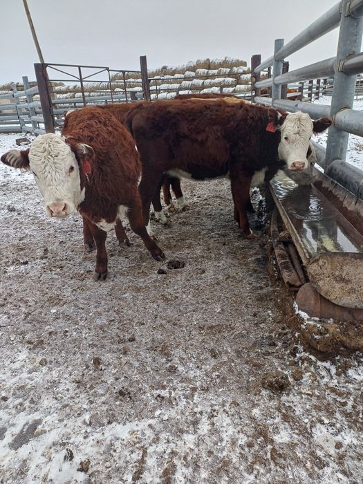 Продам племенных тёлок