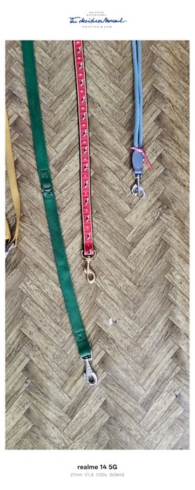 Zgarda pentru ciinii Italia