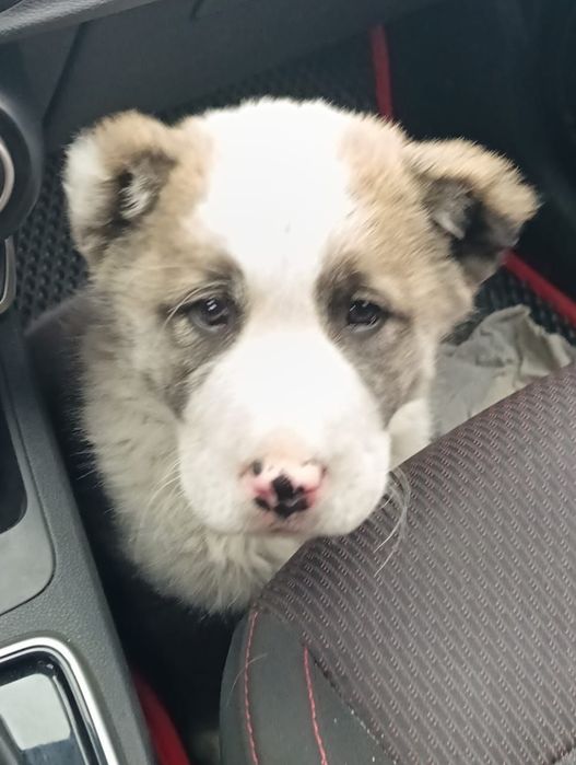 Пропала собака за вознаграждения