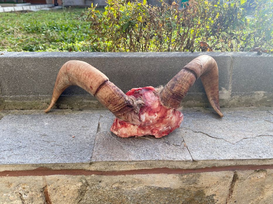 Предлагам рога/Трофей