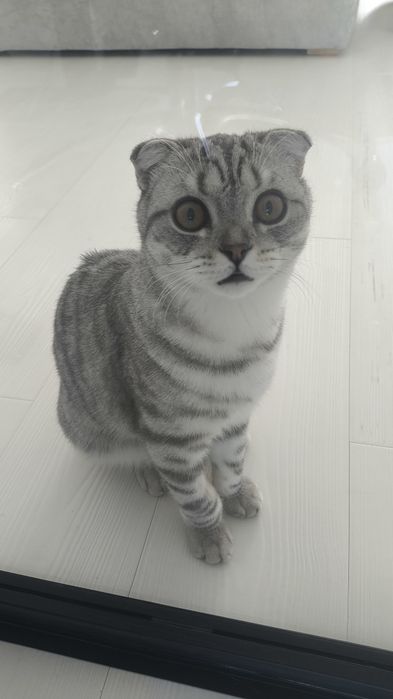 Шотландский вислоухий кот