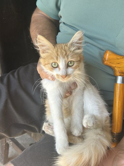 Pisica portocalie cateva luni adoptie