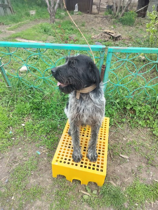 Продается годовалый кобель Дратхаара.