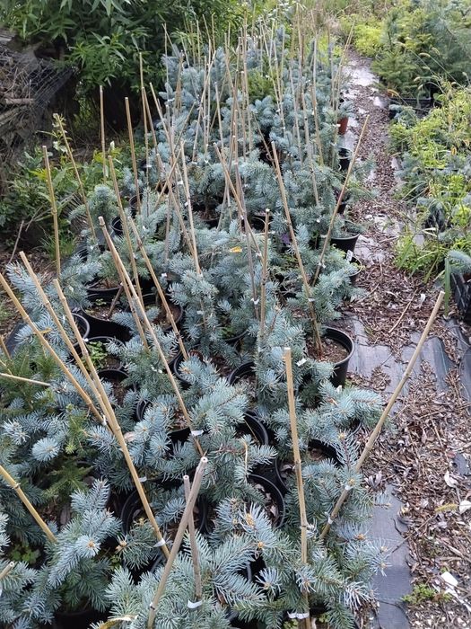 Plante ornamentale