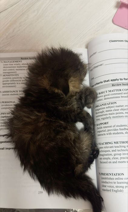 Чистопородный шотландский вислоухий котёнок, мальчик 2 месяца…………..