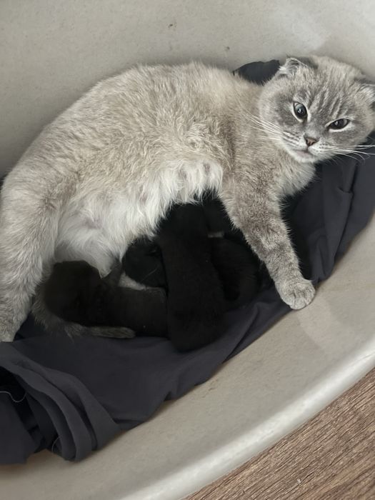 Милые котята!!! Им еще только месяц,