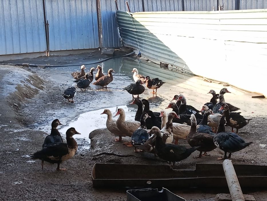 Продам индоуток.