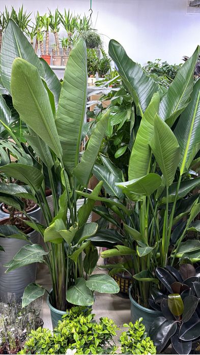 Крупные растения на подарок