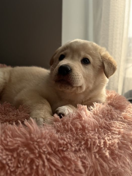 Продается щенок Лабрадора