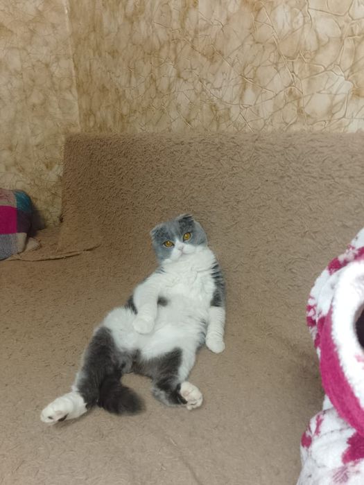Отдам кота Шотландца