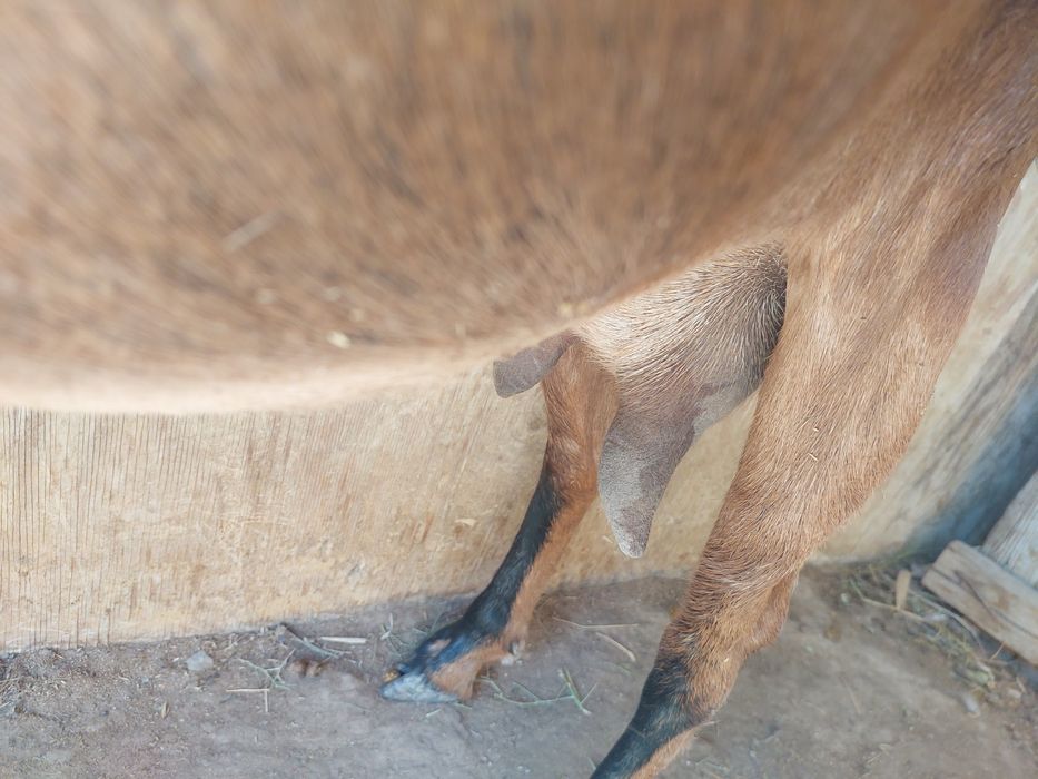 Коза молочная. Молоко очень вкусное.