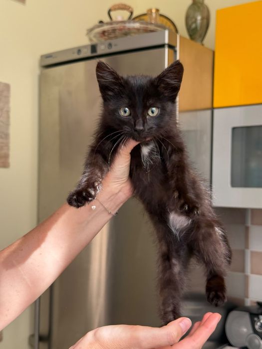 Черный котенок в добрые руки