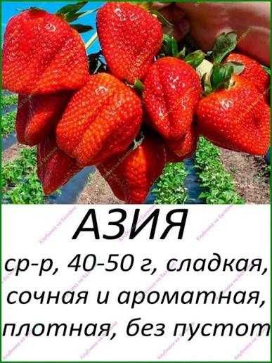 Рассада клубники