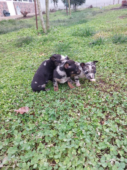 Пинчер уникат...