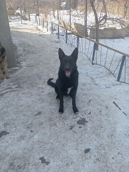 Продам щенков  немецкой породы