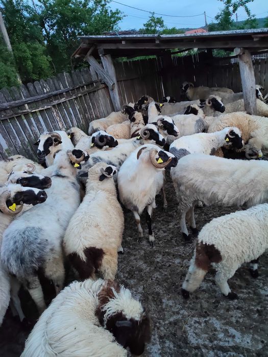 Oi și miei de vânzare breze