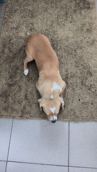 Se dă cățel, talie mică, f docil și prietenos. Mascul.