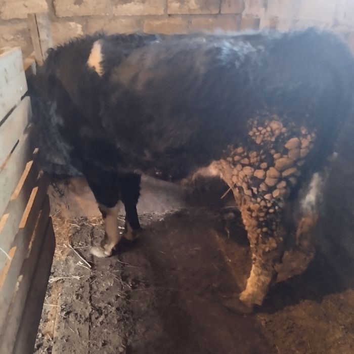 Продам бычка 1.3 возраст