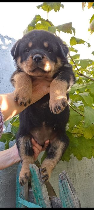 Продам щенков ротвейлера