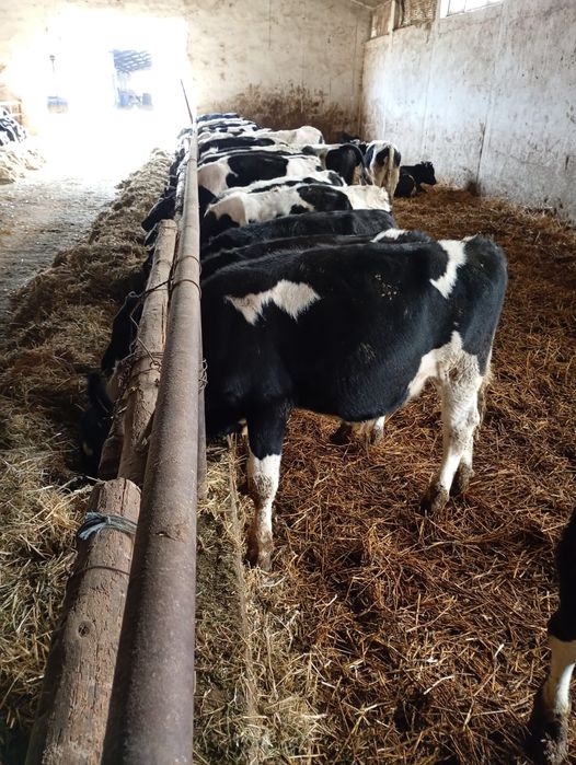 Tauri,Vitele si tauras de vanzare