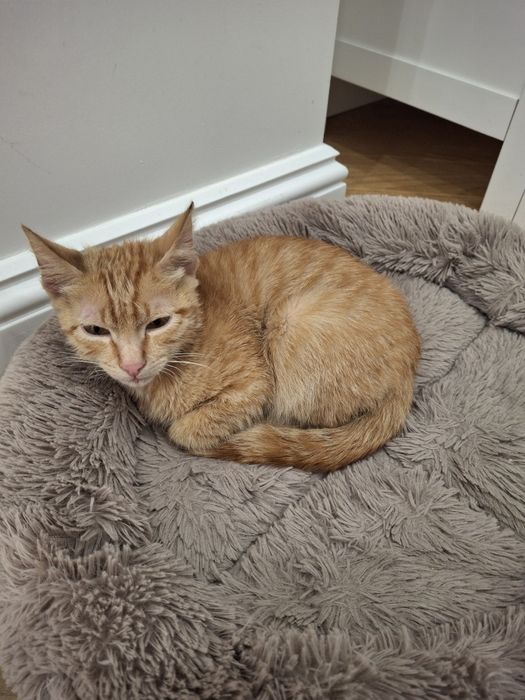 В добрые руки ,котенок