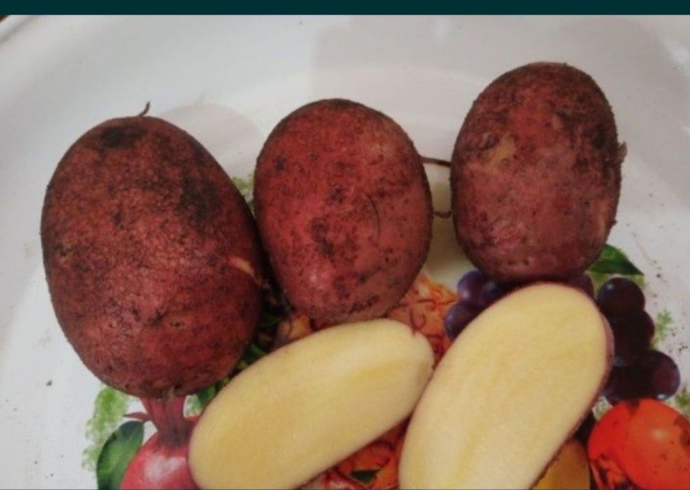 Семенная картошка красная