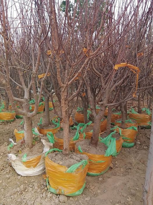 мавали дарахт кучатлари нархи кучатни ёши ва навига караб келишами