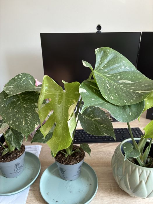 Филодендрон Thai Constelation Monstera Deliciosa Монстера Делисиоса