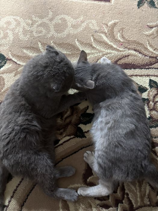 Продам британских котят, 2 девочки