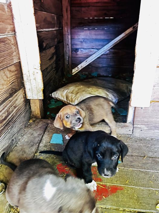 Catelusi pentru adoptie