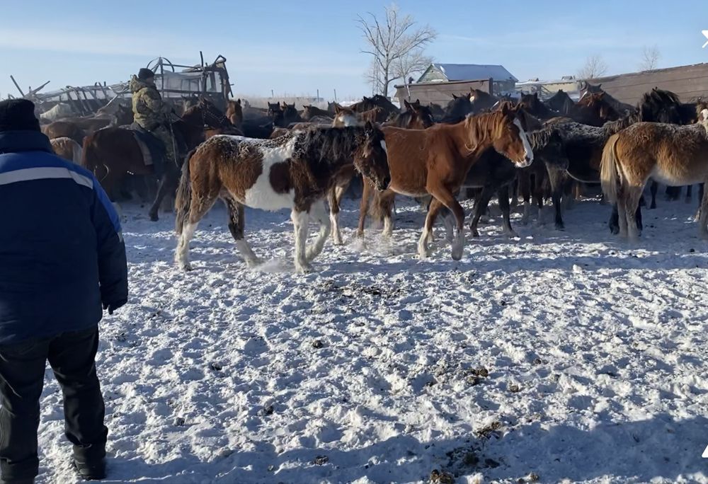 Продам кобылу 2 года