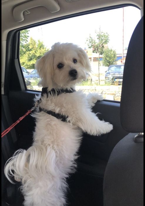 Petsitter catei /pisici