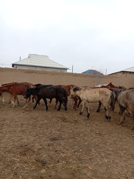 49 бас жабагы сатылады