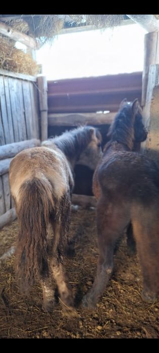 Продаются  жабағы