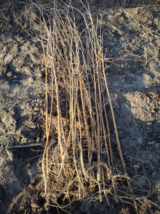 Tut kuchat 1 ,2 yillik,balxi payvand,sensa