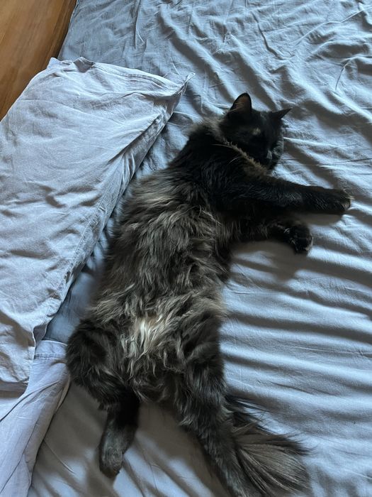 Домашняя передержка кошек