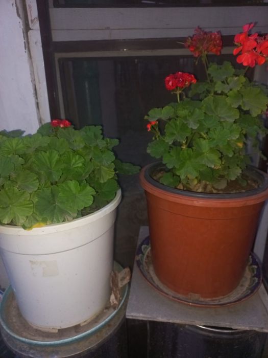 Цветы комнатные молочай герань