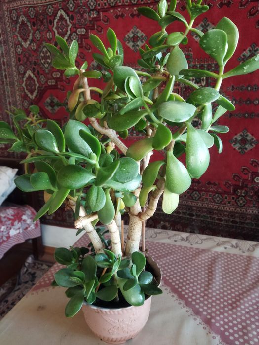 Денежное дерево,толстянка