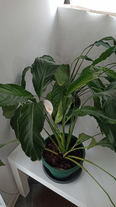 Цветы Спатифилум (Лилия на мира)