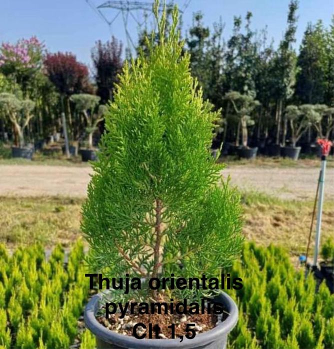 Сенсы кипарисовников.