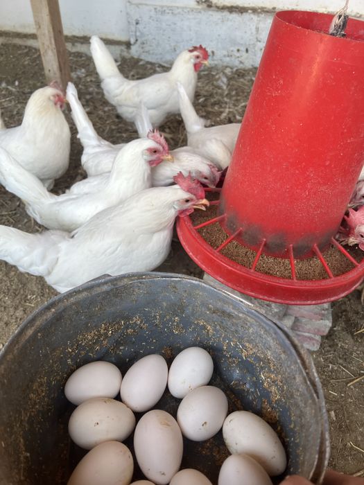 Куры домашние тауык леггорн стандарт 8 айлык