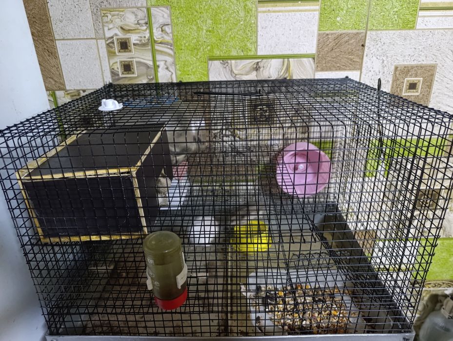 Продам хамяков 2 шт