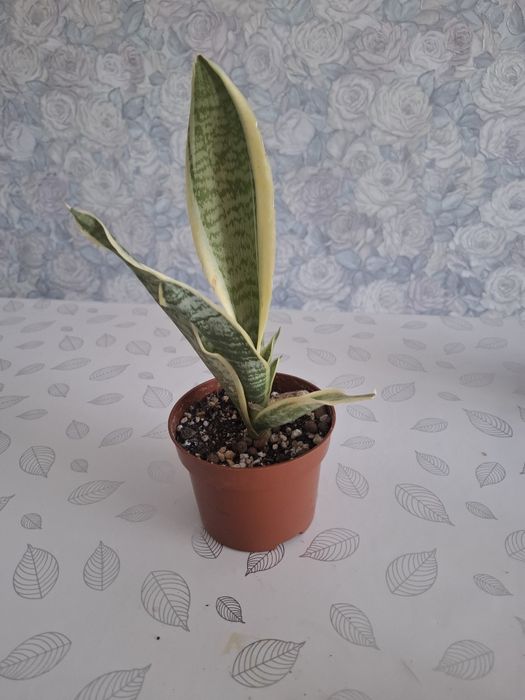 Продам сансевьерия