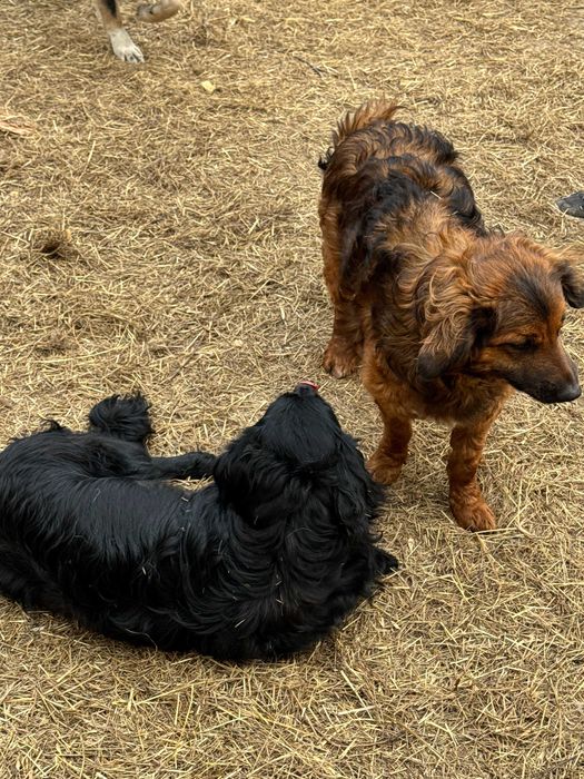 Собака девочка в добрые руки